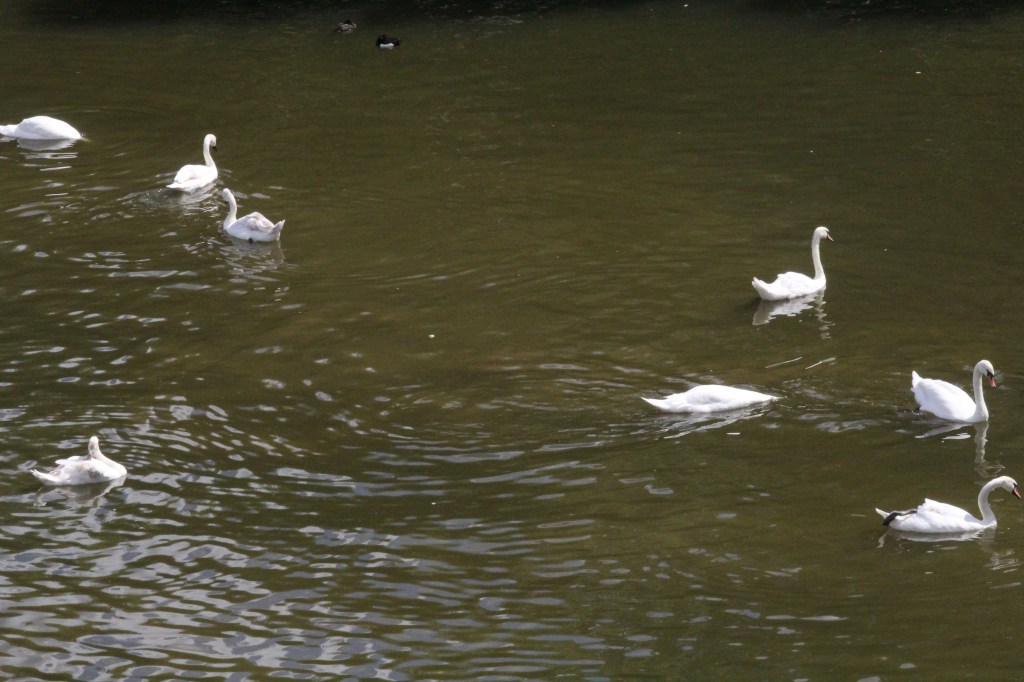 Dream diaries / Des&nbsp;Barry