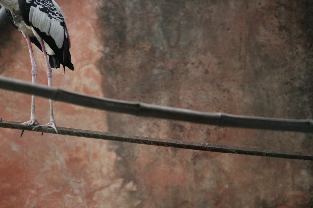 The Hook-Billed Kite / Tom&nbsp;Snarsky