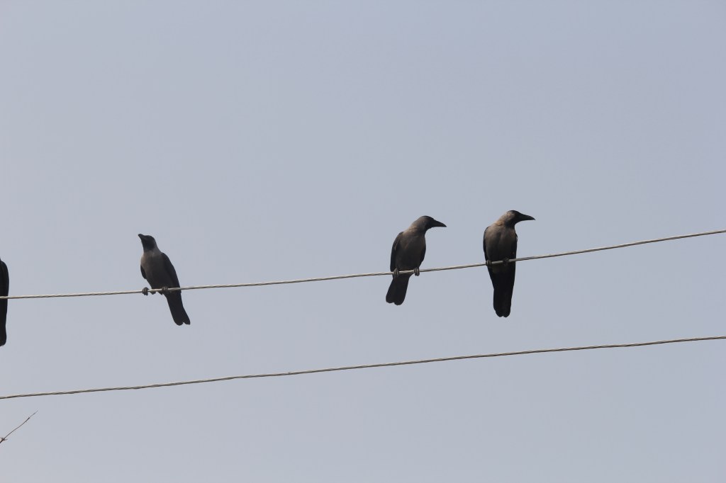 Jaipur, 14:16, 7th June,&nbsp;2018
