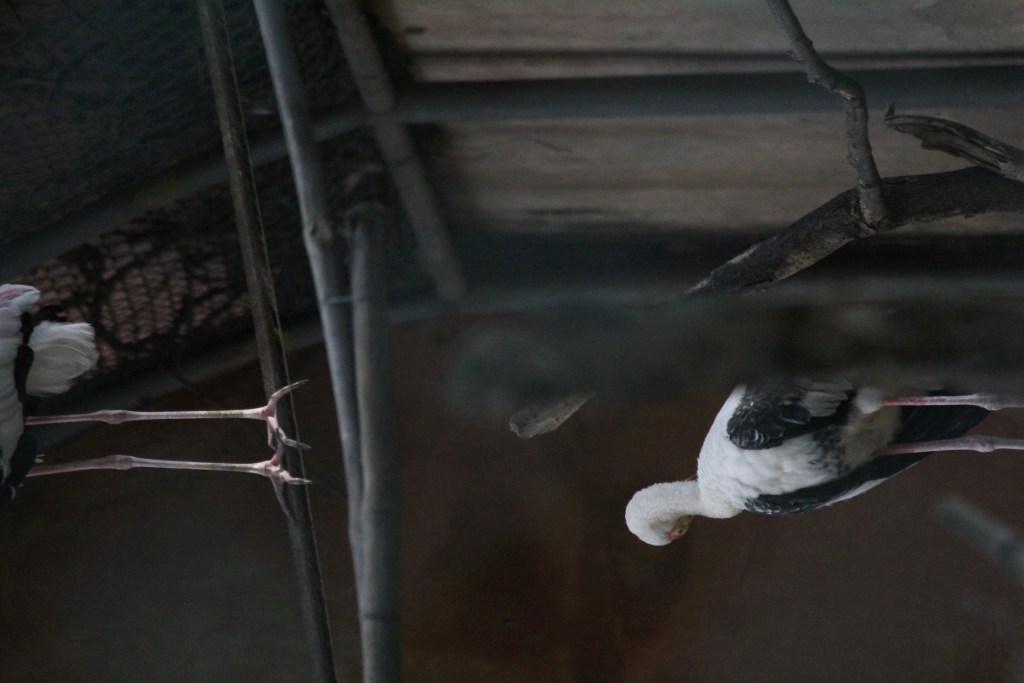 Quail are Tricky (a found pantoum) / Nancy&nbsp;Gandhi