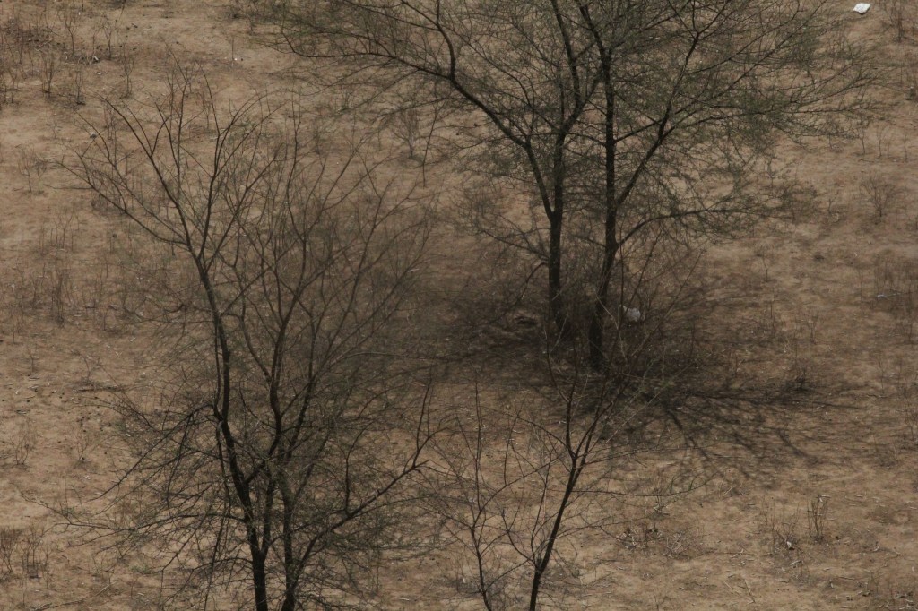 Freedom has a cry / Jaci&nbsp;July