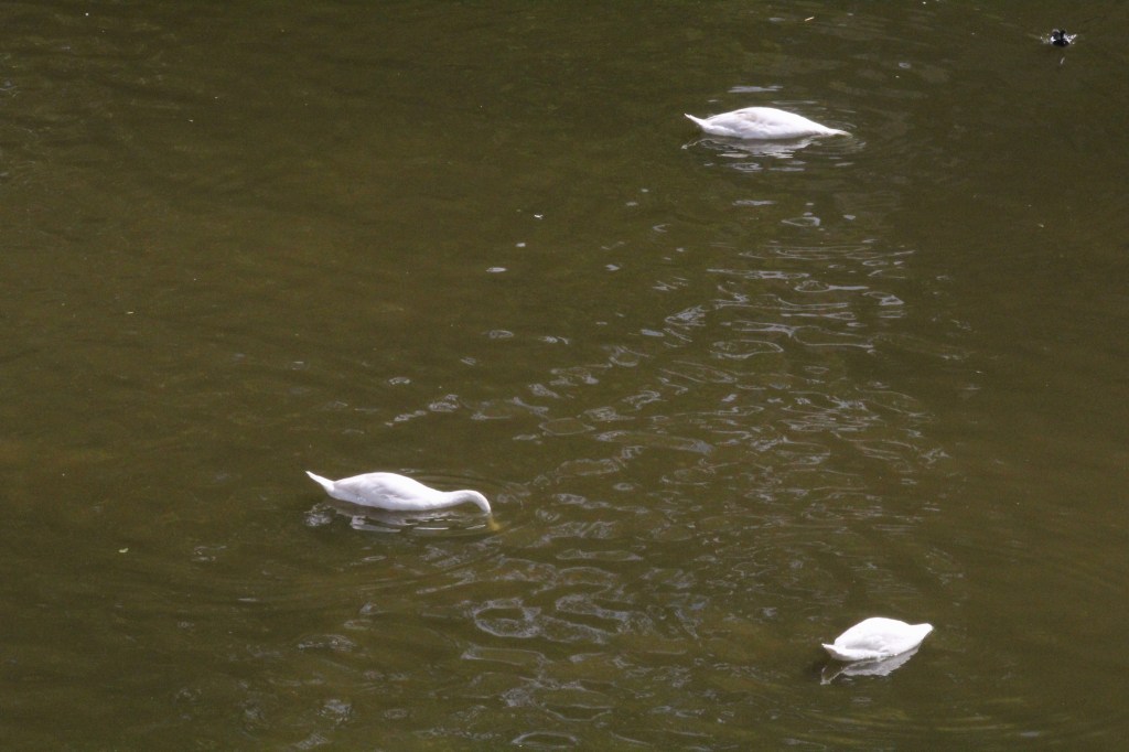 A Sinking Ship / Ritwik&nbsp;Chaudhary