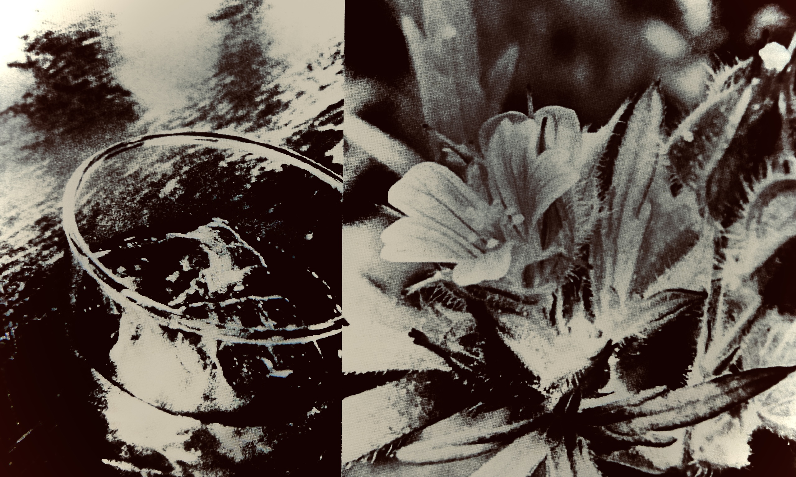 Peanuts / Hiromi Suzuki – RIC Journal