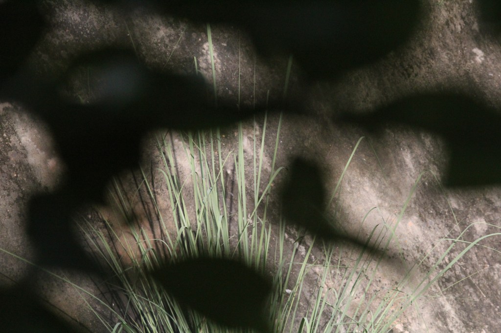 Paper Birch / Michael L Sevy