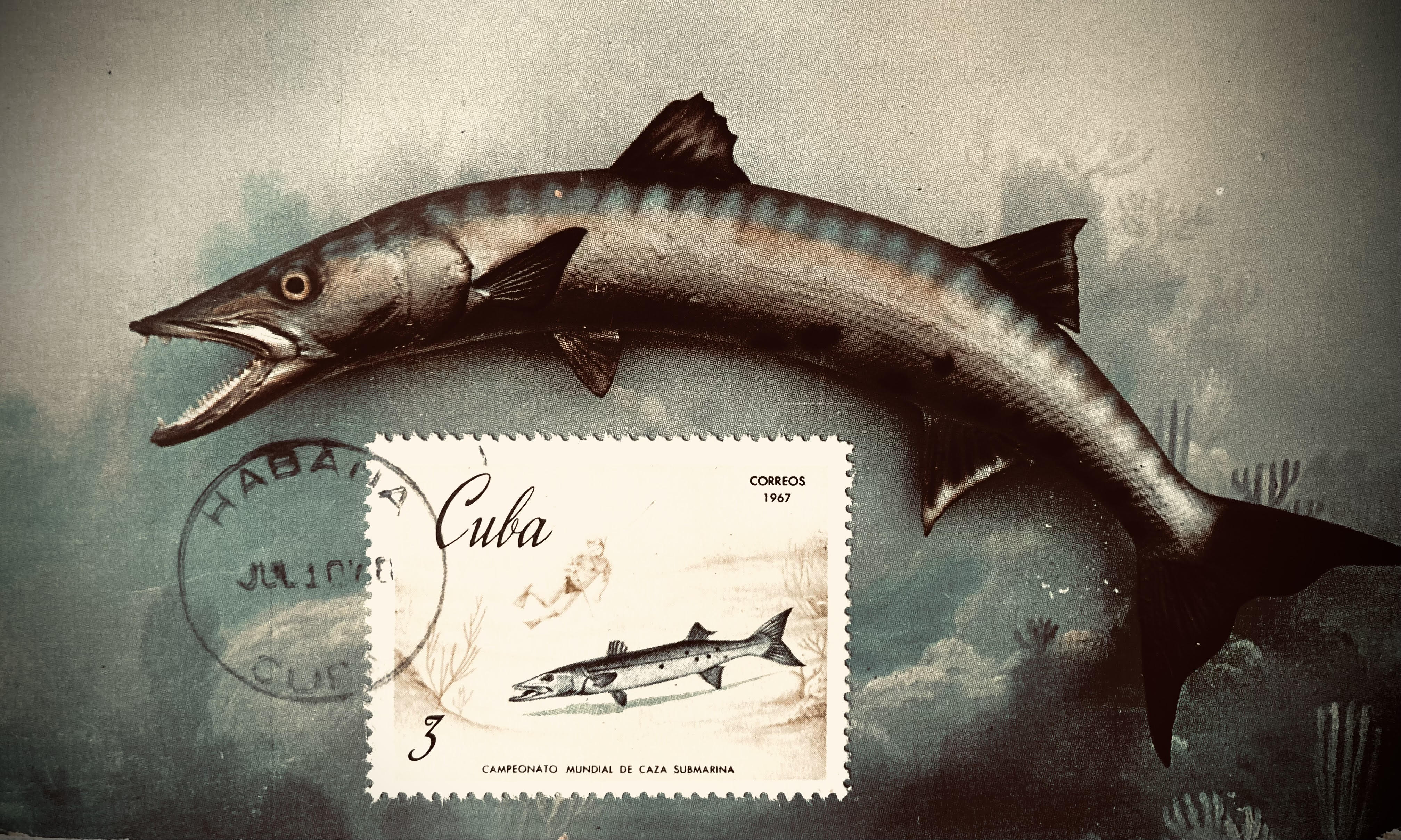 Cherry Blossoms Bloom / Hiromi Suzuki – RIC Journal