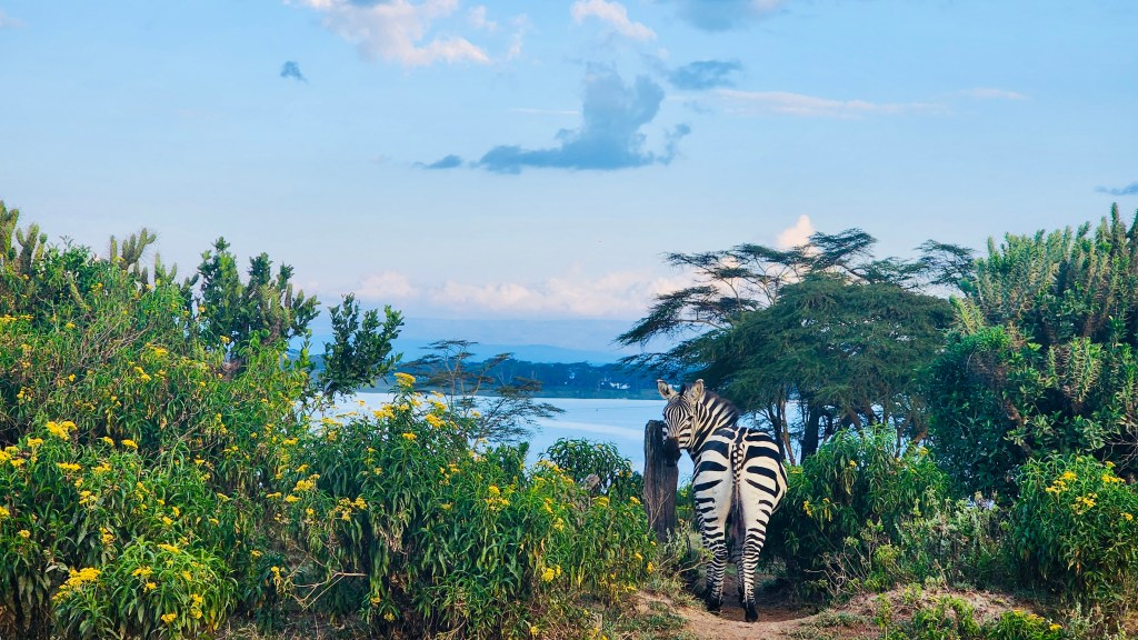 Before My Eyes / Janice&nbsp;Sim