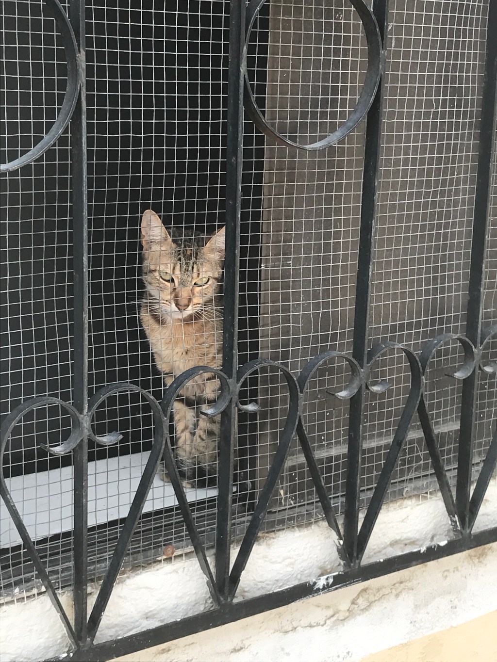 le chat | la langue / Jeremy&nbsp;Fernando