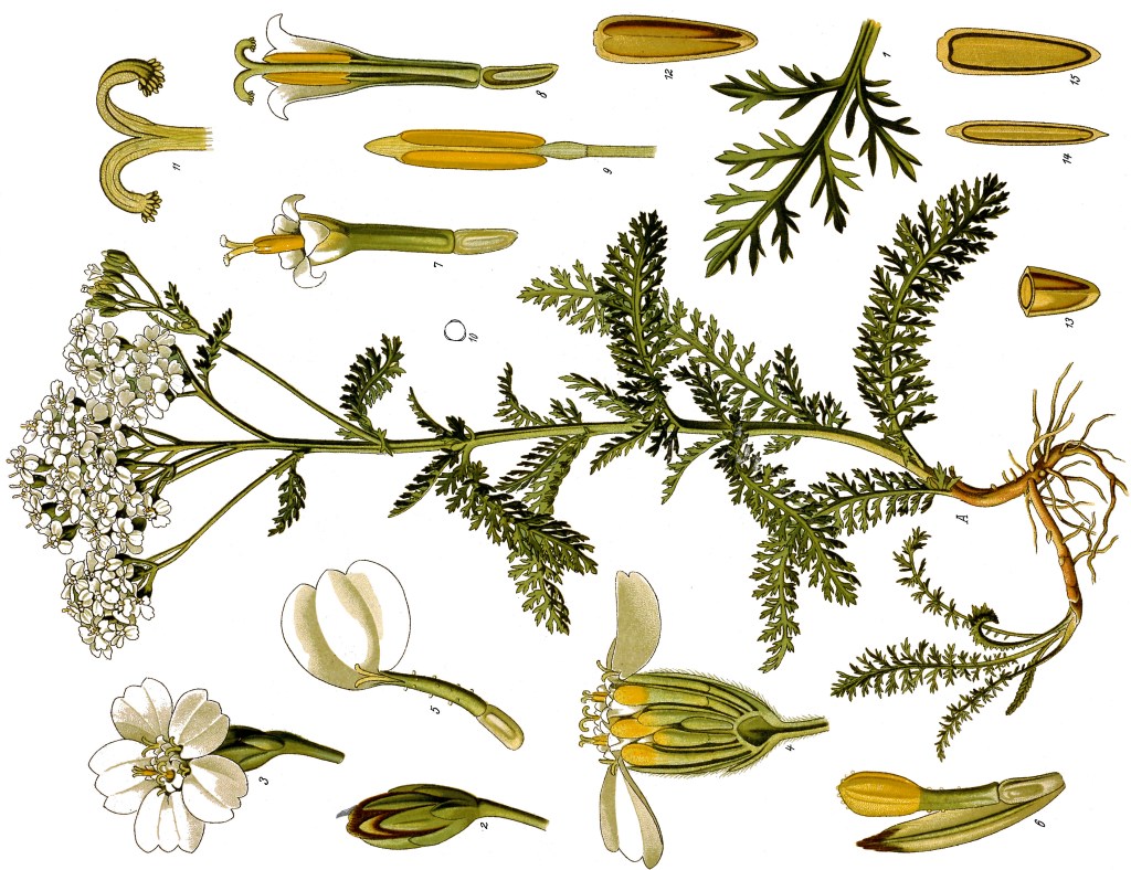 Achillea Millefolium / Ulrica&nbsp;Hume