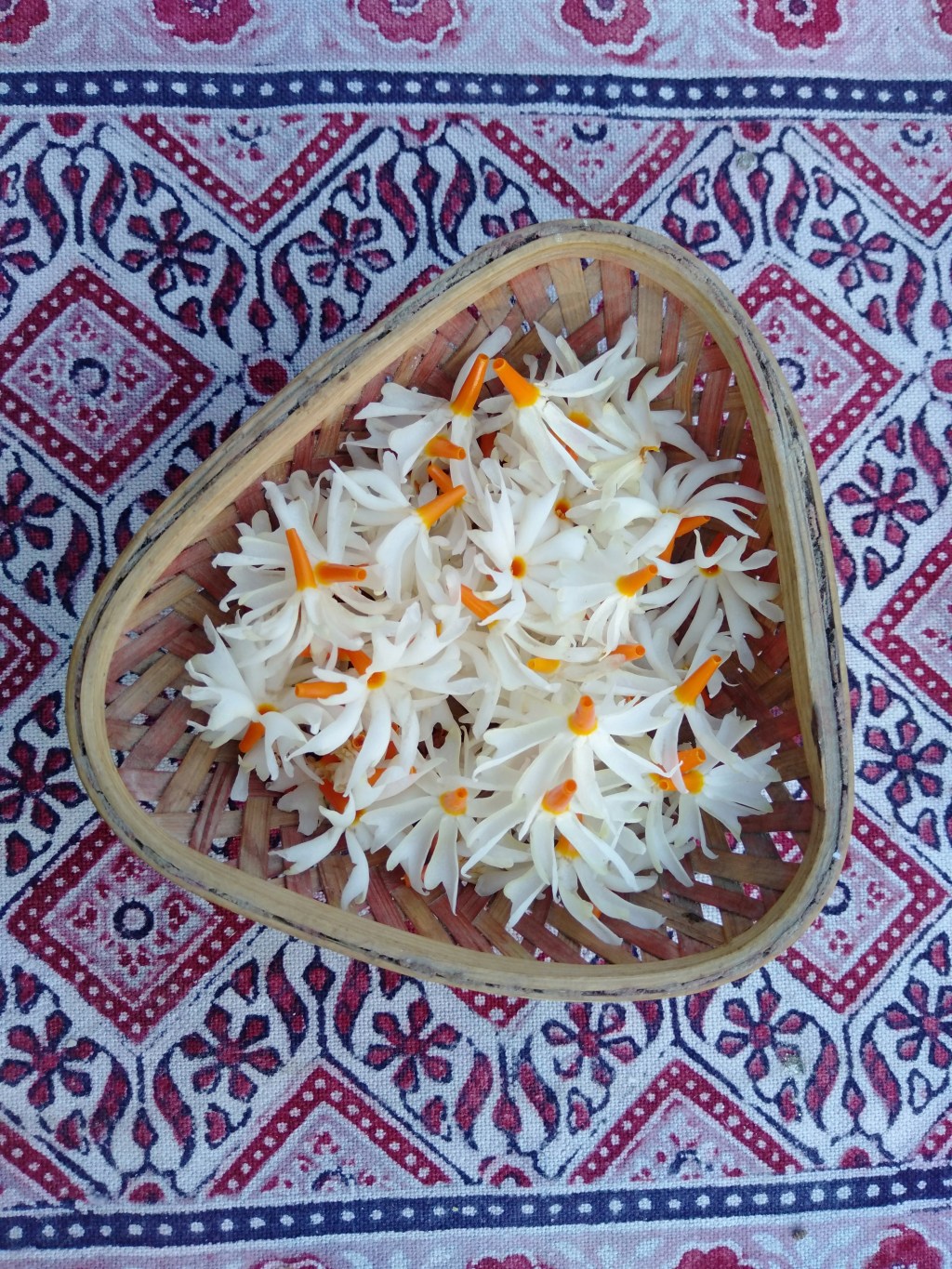 An Elegy for Lily / Rinku&nbsp;Dutta