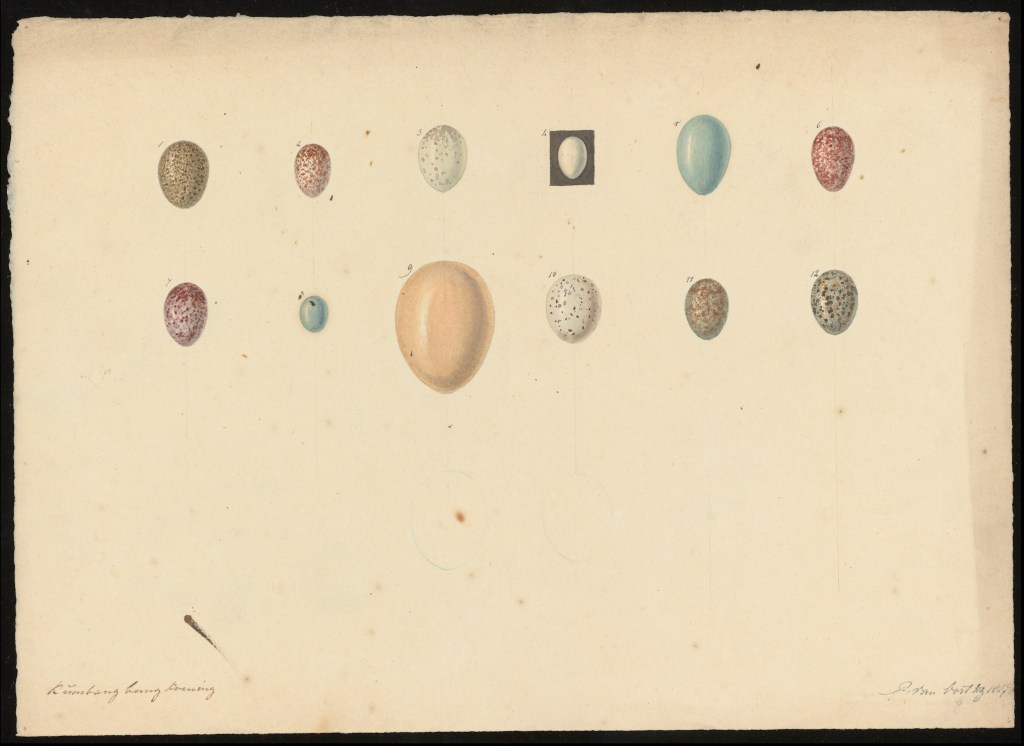 An Egg Keeper / Eva&nbsp;Liukineviciute