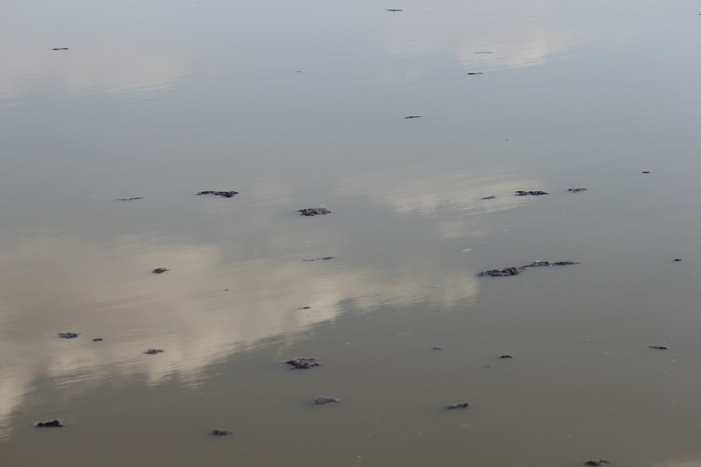 The Shoulders That Carry Their Own Shrine / Yanis&nbsp;Iqbal