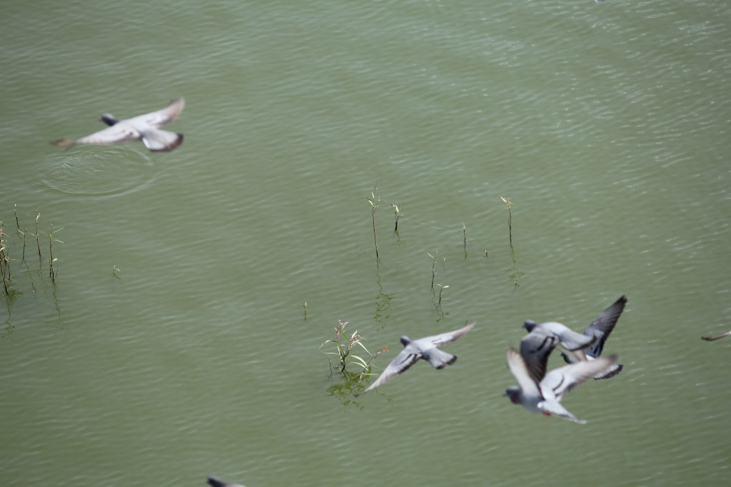 iphigenia’s week of dreams /&nbsp;a.d.